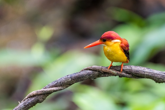  Rufous-backed Kingfisher bird perched and looking