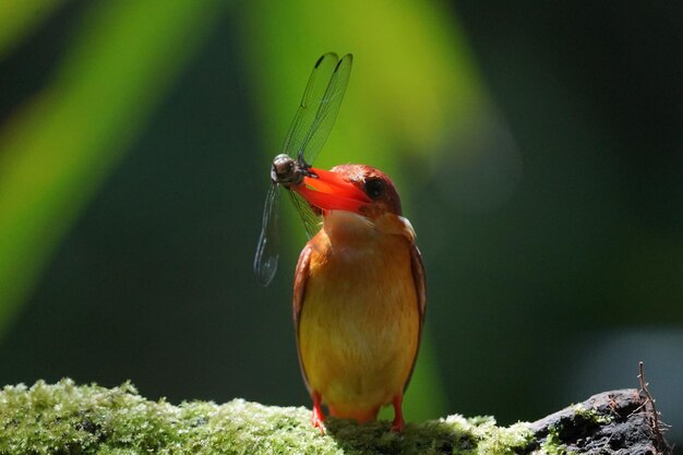 the rufous backed kingfisher eating dragonfly