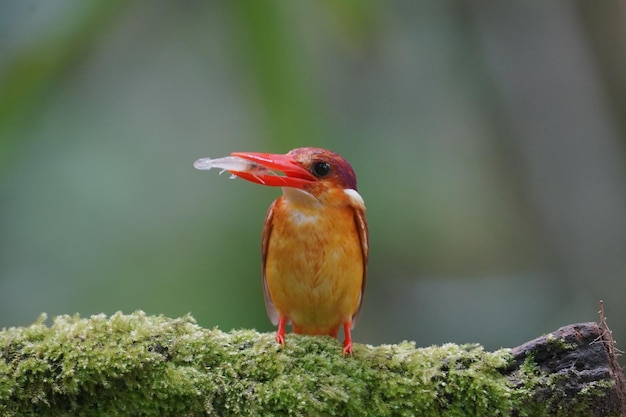 the rufous backed kingfisher is eating a fresh prawn