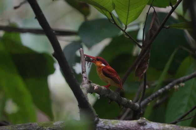 the rufous backed kingfisher is eating it's prey