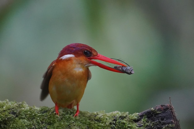 Photo the rufous backed kingfisher perched and eats its prey