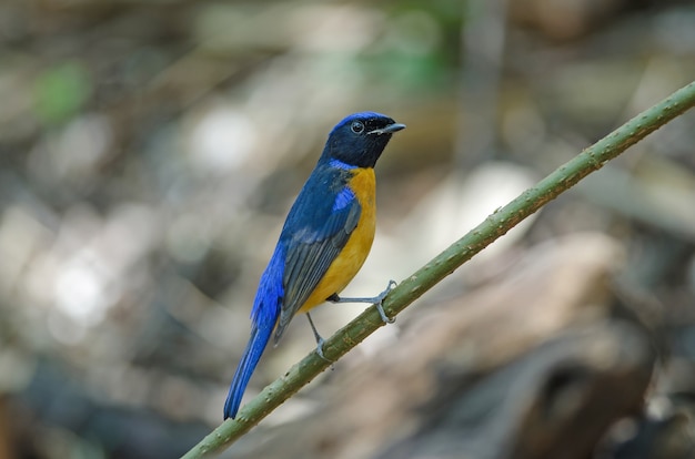 Foto rufous-bellied niltava (niltava sundara) vogel