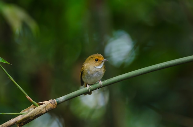 Rufous-browed Flycatcher (Ficedula solitaris) perch on branch