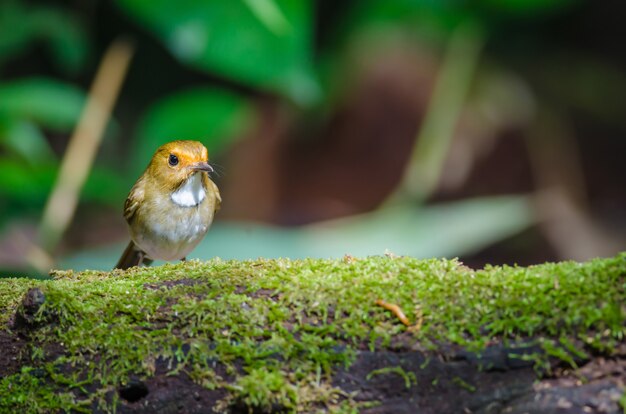 Rufous-browed Flycatcher (Ficedula solitaris) perch on branch