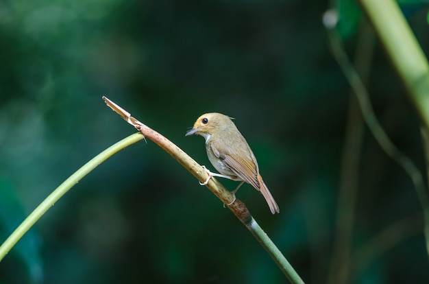 Rufous-browed vliegenvanger (ficedula solitaris) zit op de tak