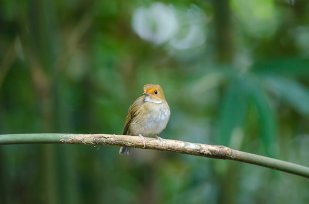 Rufous-browed vliegenvanger (Ficedula solitaris) zit op de tak