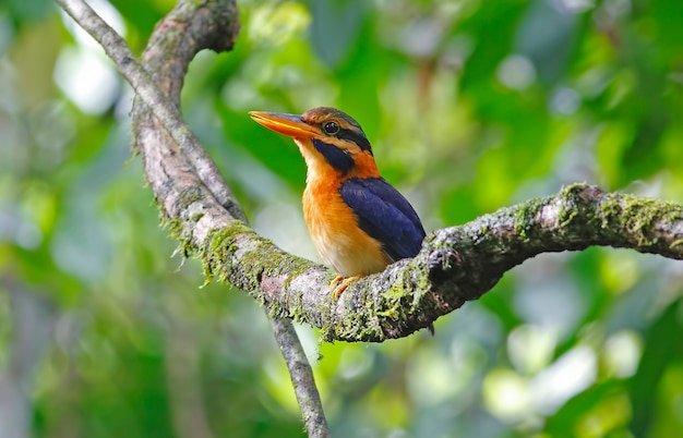 Рыжий воротник Kingfisher Actenoides concretus Красивые мужские птицы Таиланда