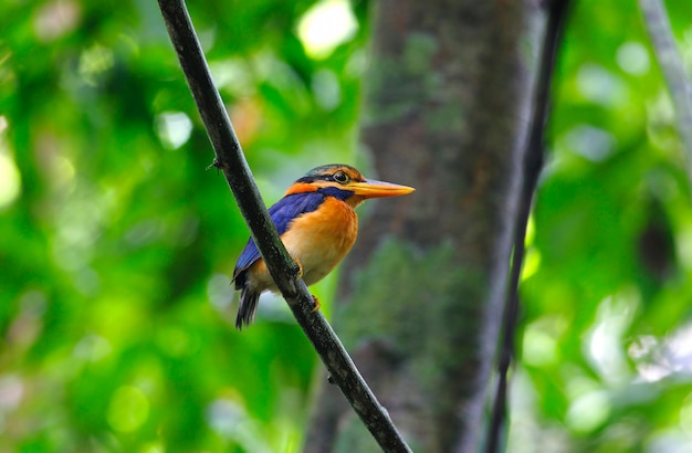 Photo rufous-collared kingfisher actenoides concretus beautiful male birds of thailand