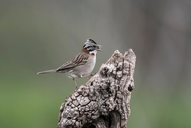 Rufous Collared Mus Pampas Patagonië Argentinië