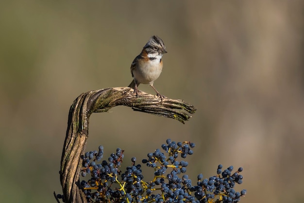 Rufous Collared Mus Pampas Patagonië Argentinië