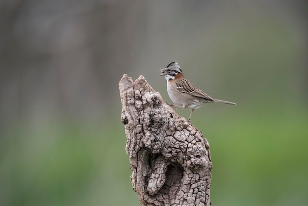 Rufous collared Sparrow Pampas Patagonia Argentina