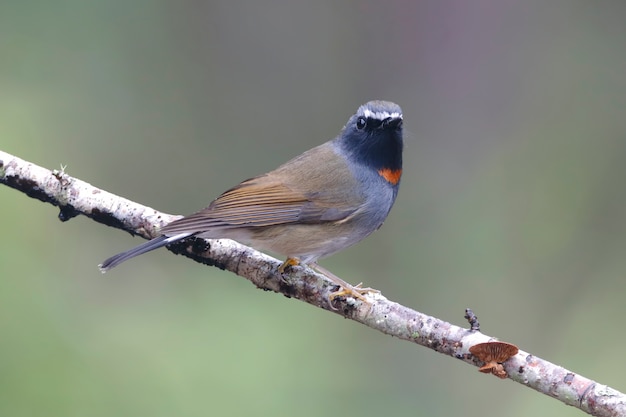 Rufous-gorgeted Flycatcher Ficedula strophiataタイの美しい男性の鳥