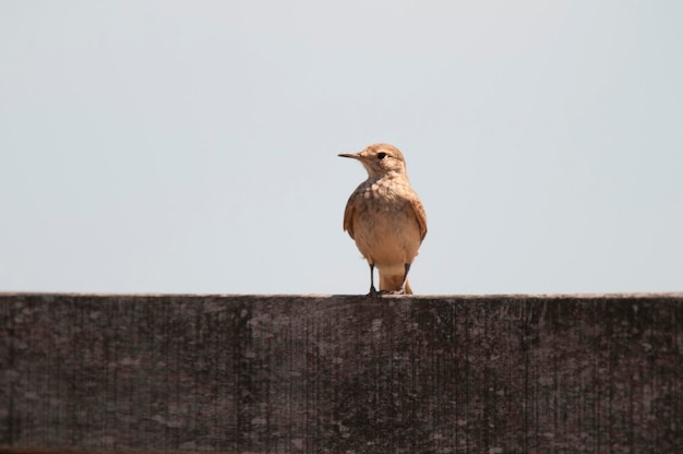 Rufous Hornero Argentijnse nationale vogel Ibera Moerassen Provincie Corrientes Argentinië