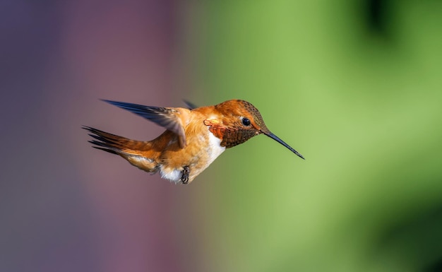 Foto colibrì ruvido