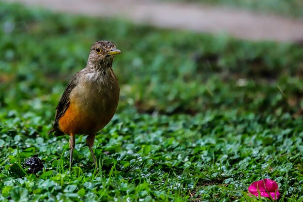 rufousbellied thrush는 thrush 가족의 노래 버드입니다