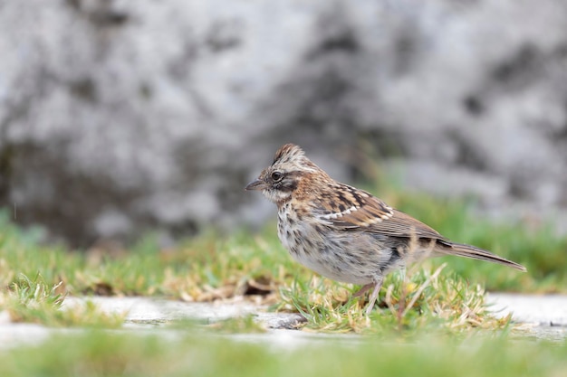 RUFOUSCOLLARED MUS Zonotrichia capensis een veel voorkomende maar zeer mooie vogel