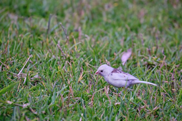 アカエリシトドSparrowZonotrichiacapensis