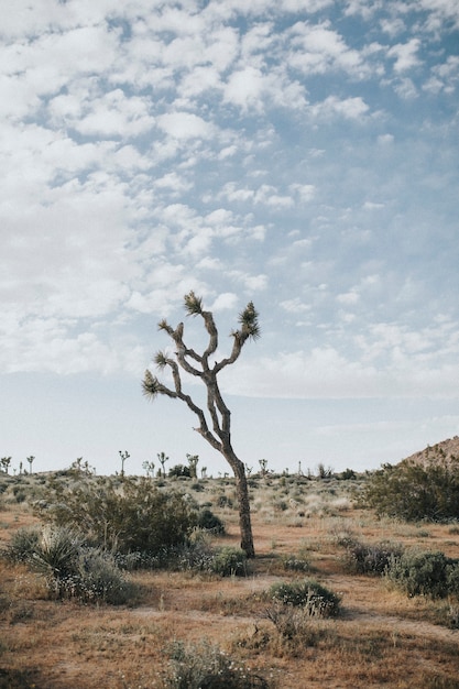 Terreno accidentato nel deserto californiano