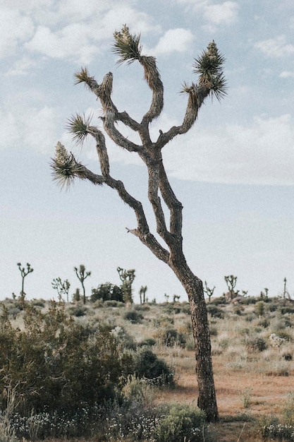 Foto terreno accidentato nel deserto californiano