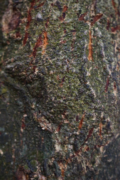 Rugged tree bark texture background