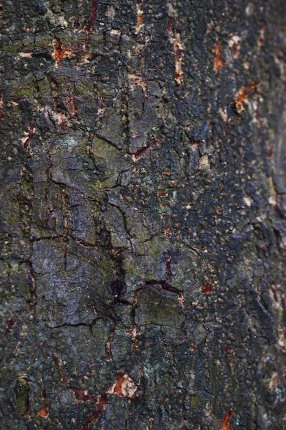 Rugged tree bark texture background