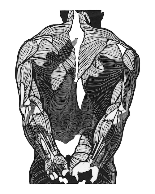 Rugspieren png menselijke anatomie geremixd van kunstwerken van Reijer Stolk