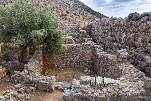 Ruins of house walls of stone in ancient Greek city Mykines with an olive tree, Peloponnese, Greece