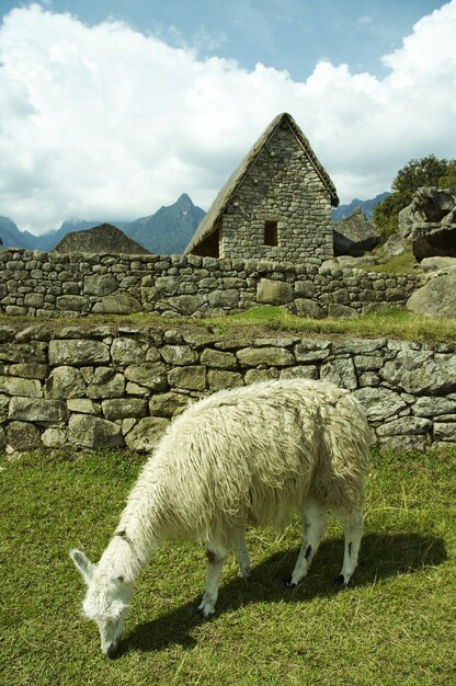 Ruins and llama in the lost incas city Machu-Picchu,Peru