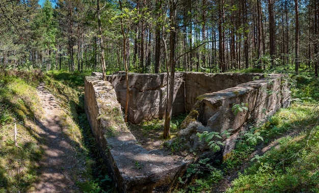 森の中の軍の建物の廃墟 古い放棄された建物の真ん中に生えている木