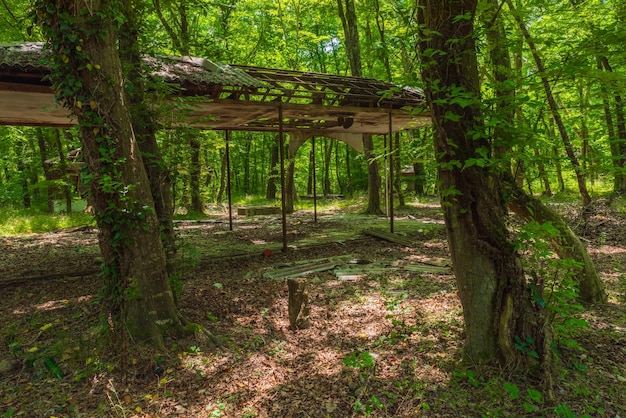 Ruins of a old house in a green forest