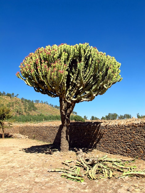 Ruins of palace in Axum city, Ethiopia