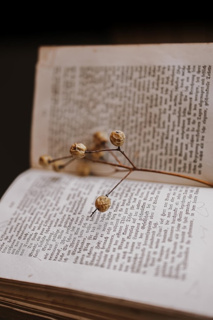 ruit of Melia on the background of the old book Closeup Background vintage