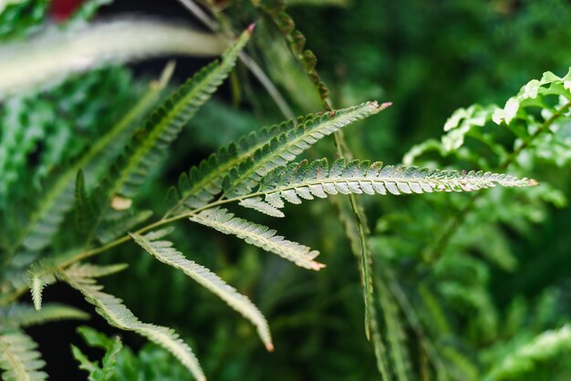 Rumohra artistata plant leaf close up