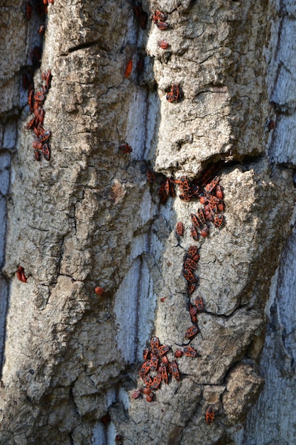 Крупа Pyrrhocoris apterus, более раннее название бескрылого руля.