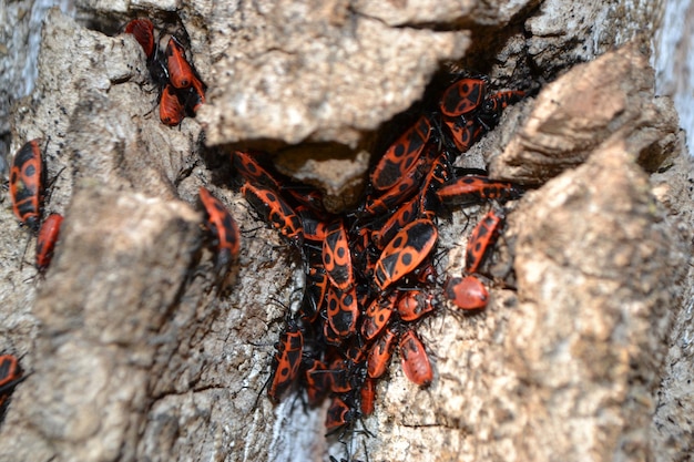 The rump Pyrrhocoris apterus, the earlier name of the wingless rudder