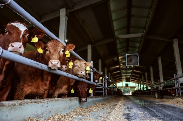 Rundvlees dat zich in kudde in schuur bevindt. Ze eten en kijken naar de camera. Gewone dag op biologische boerderij.