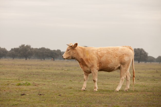 Rundvlees koeien grazen in de weiden van Extremadura