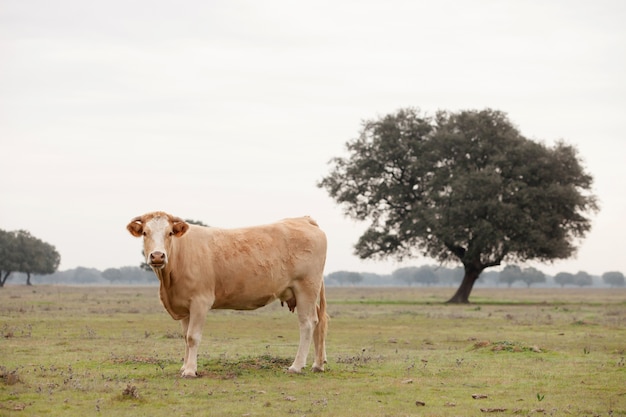 Rundvlees koeien grazen in de weiden van Extremadura