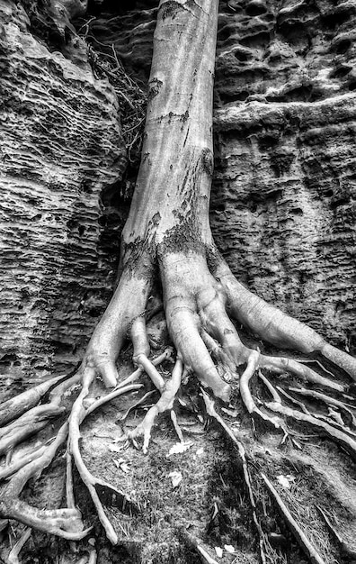 Foto ramo di albero a foglie caduche con radici massicce