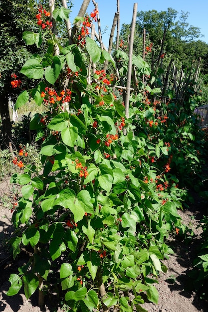 Runner Beans in flower