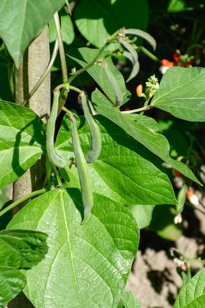 Runner Beans ontwikkelen zich in de zon