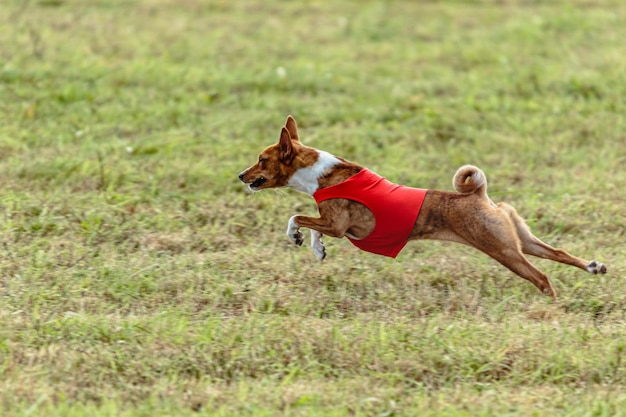Photo running basenji dog in red jacket across the meadow on lure coursing competition