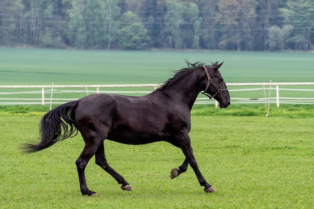 Running black kladrubian horse on green pasture