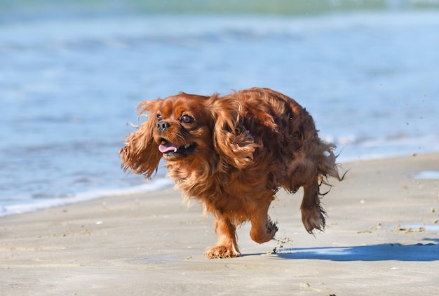 running brown cavalier king charles on the beach in autumn