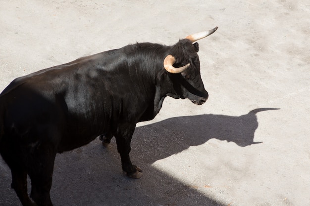 бег быков на уличном фестивале в Испании