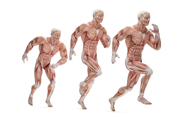 Photo running cycle. 3d anatomical illustration. isolated. contains clipping path