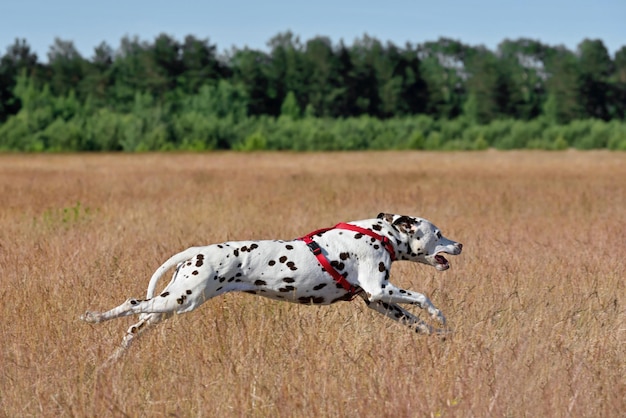 写真 走るダルメシアン犬