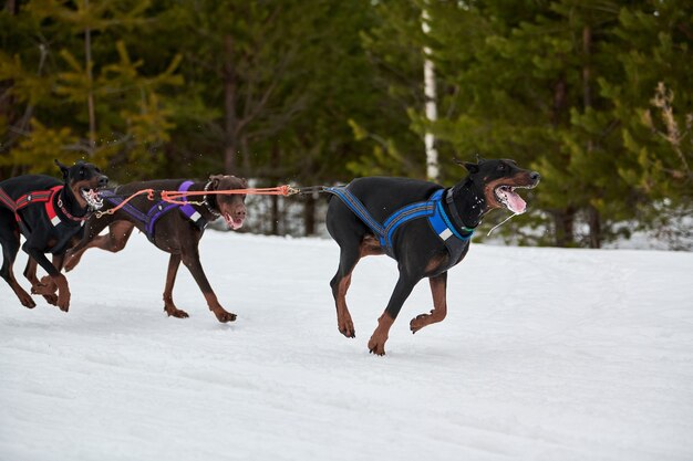 Running Doberman dog on sled dog racing. Winter dog sport sled team competition