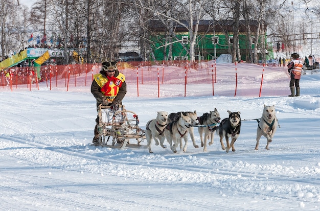 Running dog sledge team Kamchatka musher