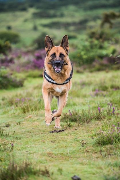 Photo running dog